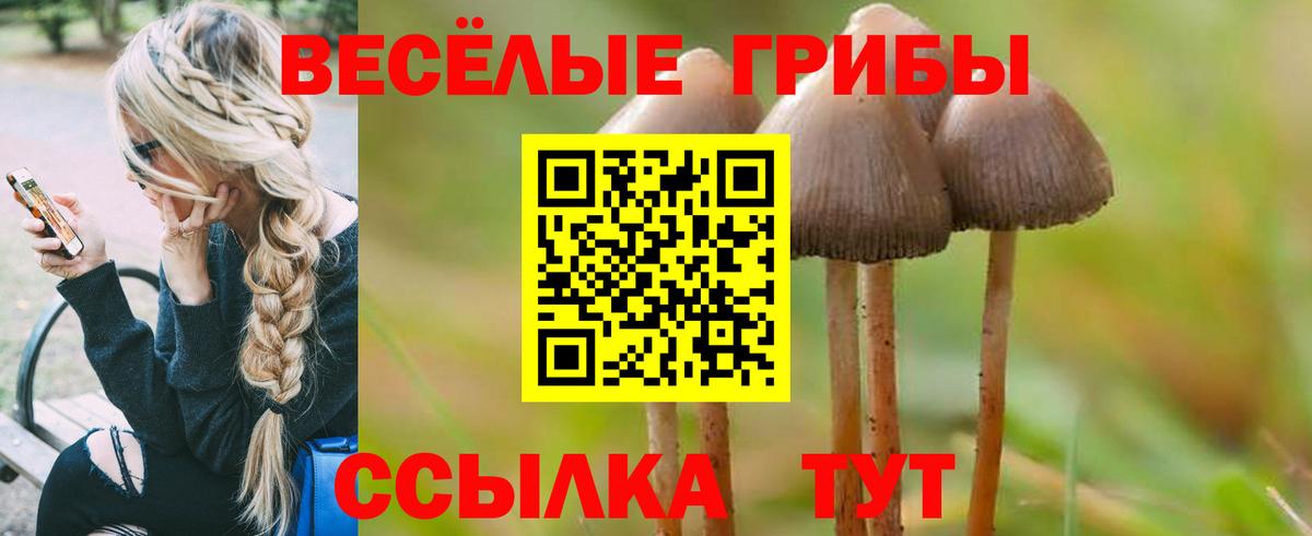 Псилоцибиновые грибы Psilocybe Балтийск